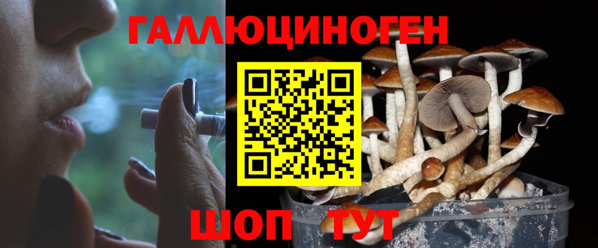 Ртищево  Псилоцибиновые грибы Psilocybine cubensis  Вход с VPN 